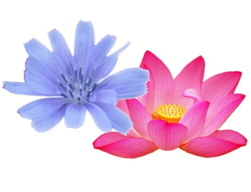 Unterschied Bachblüten und Australischen Buschblüten