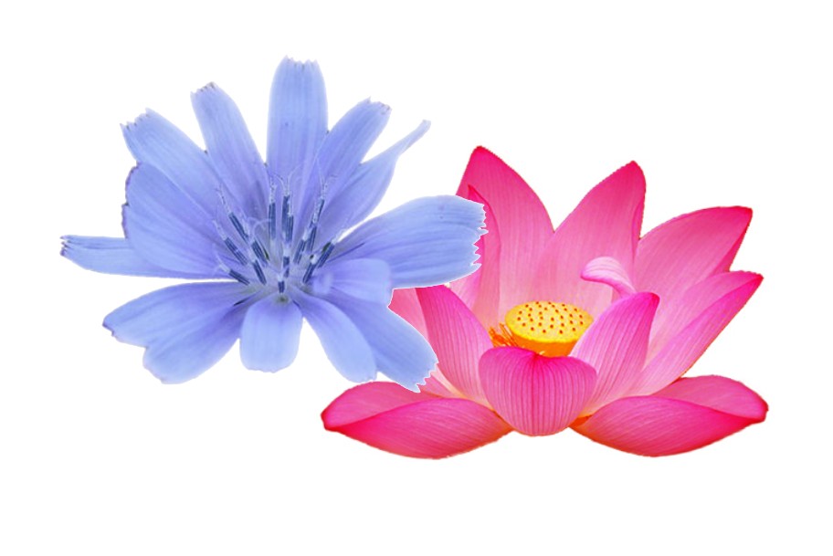 Unterschied Bachblüten - Buschblüten